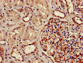 DPM1 Antibody in Immunohistochemistry (Paraffin) (IHC (P))