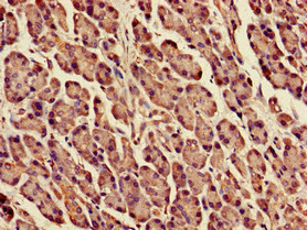 DPM1 Antibody in Immunohistochemistry (Paraffin) (IHC (P))