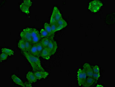 DPYS Antibody in Immunocytochemistry (ICC/IF)