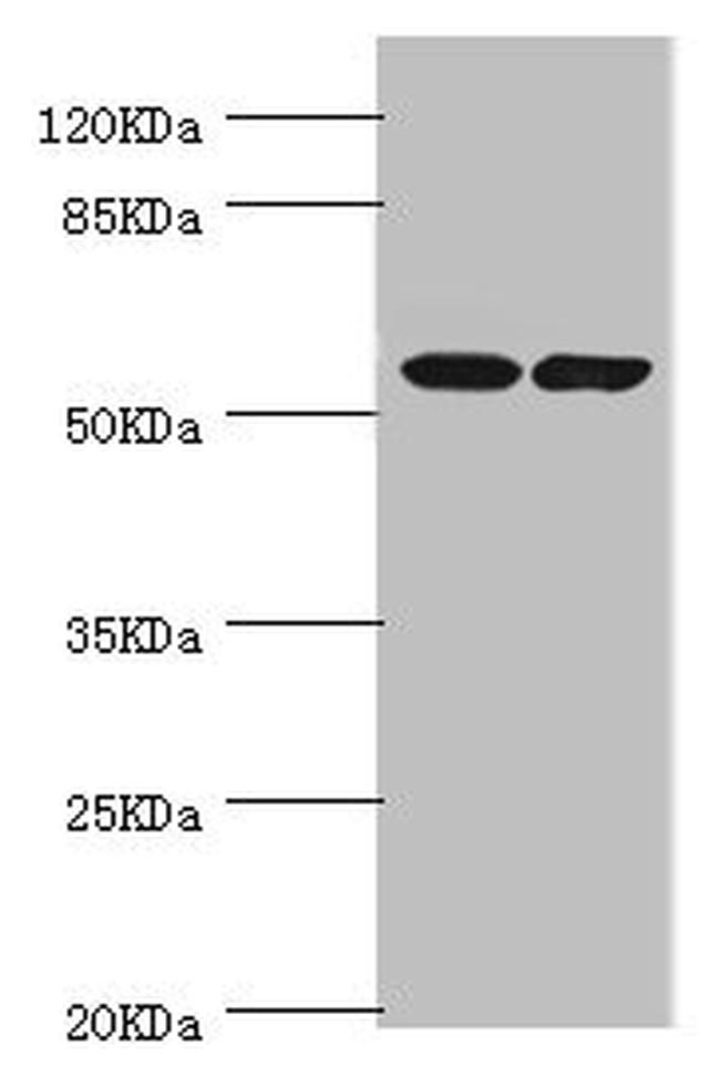 DPYS Antibody in Western Blot (WB)