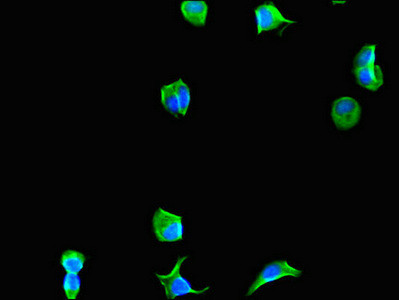 eIF4A3 Antibody in Immunocytochemistry (ICC/IF)