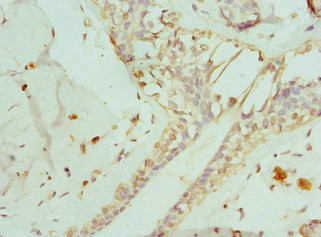 ENTPD2 Antibody in Immunohistochemistry (Paraffin) (IHC (P))