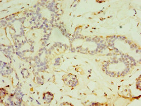 FGF6 Antibody in Immunohistochemistry (Paraffin) (IHC (P))