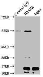 H2A.ZK4ac Antibody in Immunoprecipitation (IP)