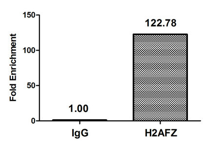 H2A.ZK7ac Antibody in ChIP Assay (ChIP)