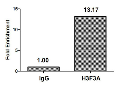 H3.3K79me2 Antibody in ChIP Assay (ChIP)