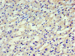 HARS Antibody in Immunohistochemistry (Paraffin) (IHC (P))