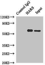 HARS Antibody in Immunoprecipitation (IP)