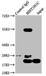 Di-Methyl-Histone H1.2 (Lys45) Antibody in Immunoprecipitation (IP)