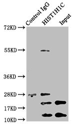 Acetyl-Histone H1.2 (Lys96) Antibody in Immunoprecipitation (IP)