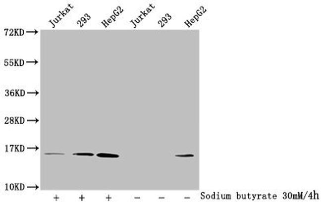 Acetyl-Histone Macro-H2A.1 (Lys9) Antibody in Western Blot (WB)