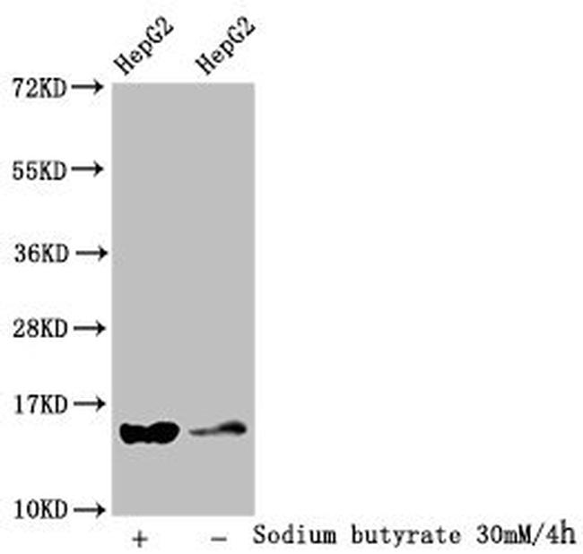 Formyl-Histone Macro-H2A.1 (Lys118) Antibody in Western Blot (WB)