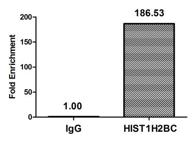 H2BK116ac Antibody in ChIP Assay (ChIP)