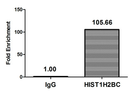 H2BK11ac Antibody in ChIP Assay (ChIP)