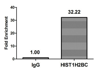 H2BK12cr Antibody in ChIP Assay (ChIP)