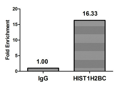 H2BK16cr Antibody in ChIP Assay (ChIP)