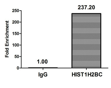 H2BK20ac Antibody in ChIP Assay (ChIP)