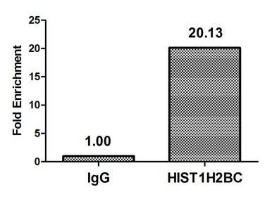 H2BK20me1 Antibody in ChIP Assay (ChIP)