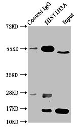 H3K9cr Antibody in Immunoprecipitation (IP)