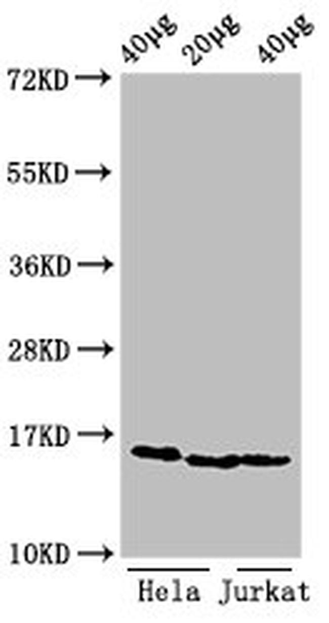 H3K9me2 Antibody in Western Blot (WB)