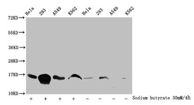 H3K115ac Antibody in Western Blot (WB)