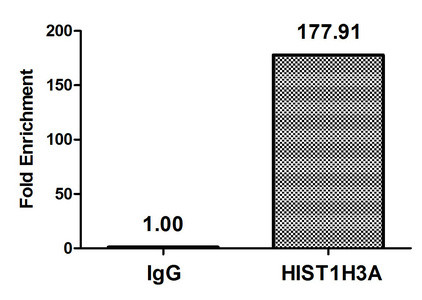 H3K23pr Antibody in ChIP Assay (ChIP)