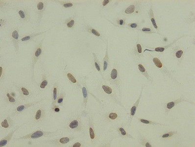 H3K27me3 Antibody in Immunocytochemistry (ICC/IF)