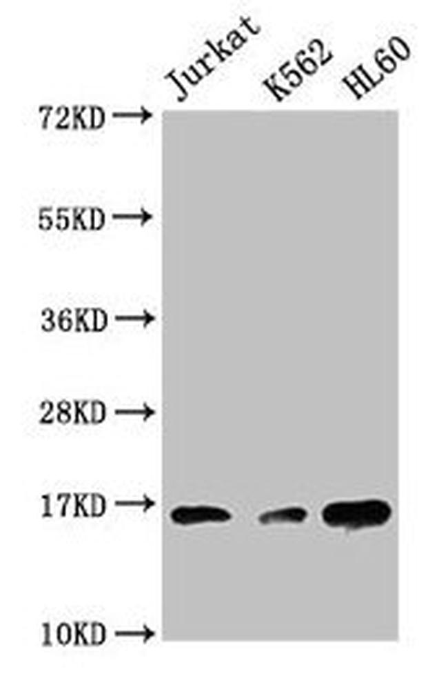 H3K27me3 Antibody in Western Blot (WB)