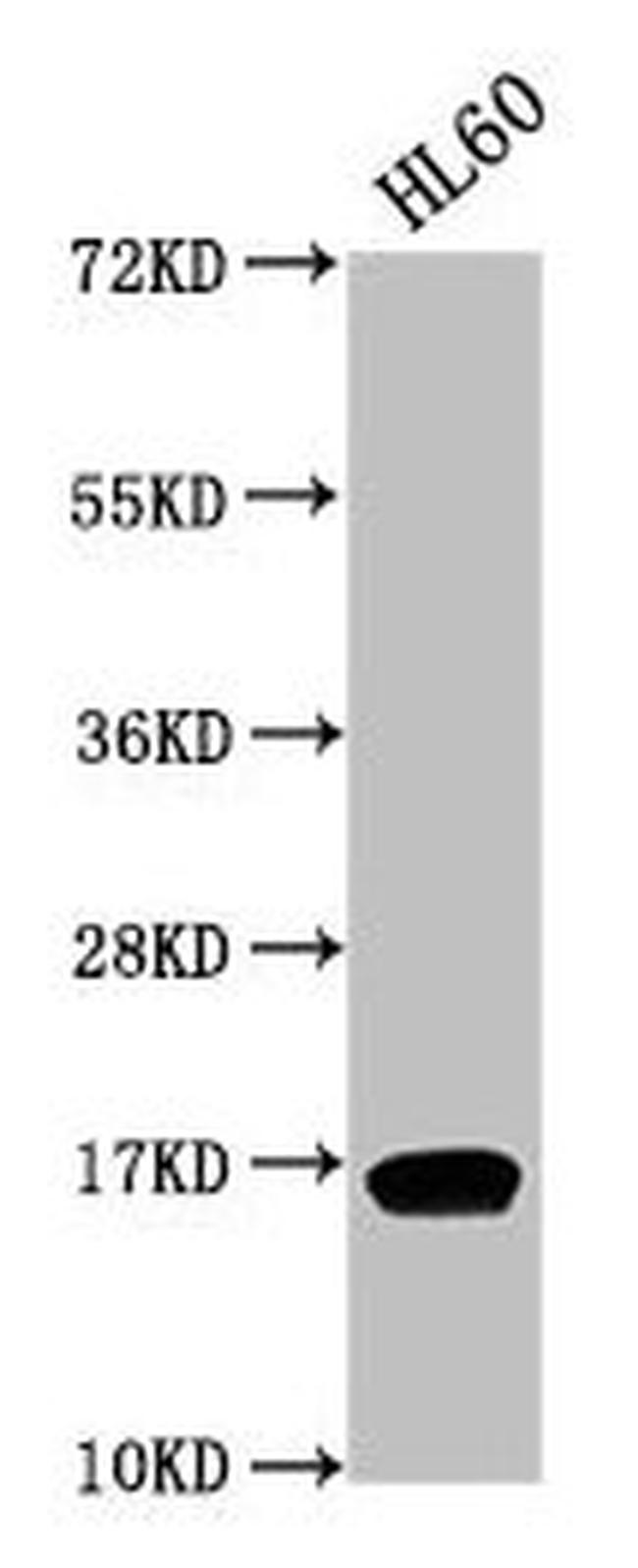 H3K9me2 Antibody in Western Blot (WB)
