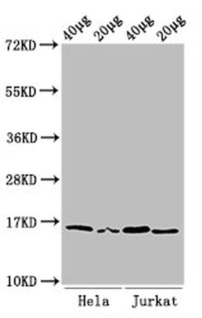 H3K36me2 Antibody in Western Blot (WB)