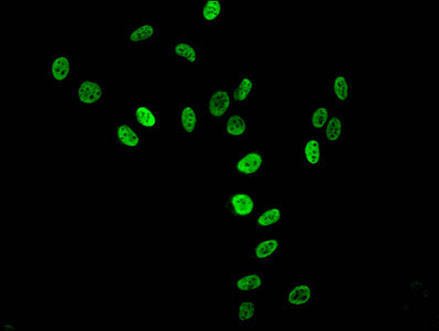 H3K36me3 Antibody in Immunocytochemistry (ICC/IF)