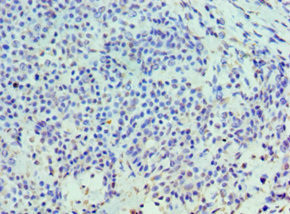 HYAL3 Antibody in Immunohistochemistry (Paraffin) (IHC (P))