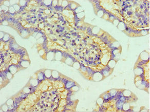 HYAL3 Antibody in Immunohistochemistry (Paraffin) (IHC (P))