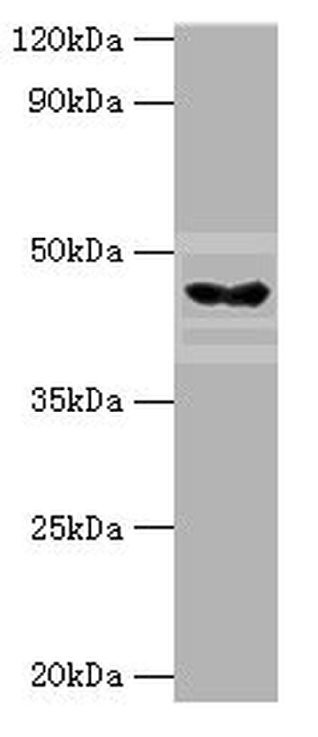 HYAL3 Antibody in Western Blot (WB)