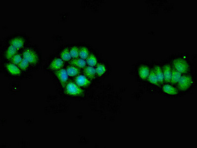 AMPK gamma-1 Antibody in Immunocytochemistry (ICC/IF)