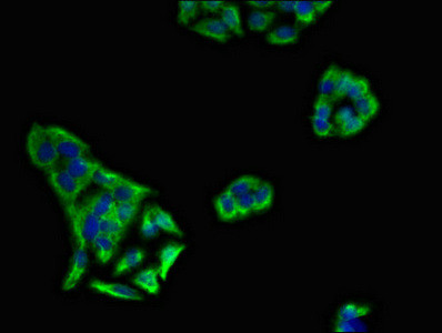 KIR3DL1 Antibody in Immunocytochemistry (ICC/IF)