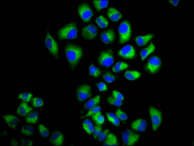 LRIG2 Antibody in Immunocytochemistry (ICC/IF)