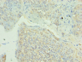 MAPK4 Antibody in Immunohistochemistry (Paraffin) (IHC (P))