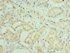 MAPK4 Antibody in Immunohistochemistry (Paraffin) (IHC (P))