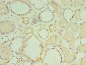 MATN3 Antibody in Immunohistochemistry (Paraffin) (IHC (P))