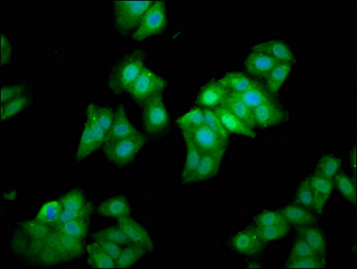 METAP1 Antibody in Immunocytochemistry (ICC/IF)