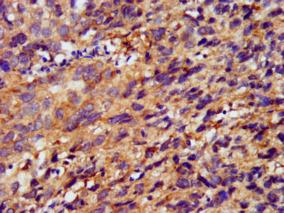 METAP1 Antibody in Immunohistochemistry (Paraffin) (IHC (P))