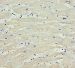 MTX2 Antibody in Immunohistochemistry (Paraffin) (IHC (P))