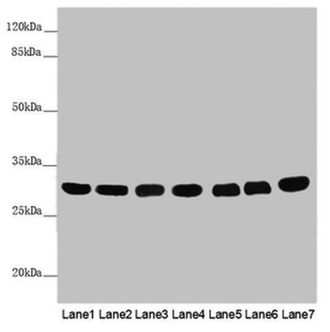 MTX2 Antibody in Western Blot (WB)