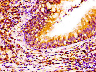 NCAM2 Antibody in Immunohistochemistry (Paraffin) (IHC (P))