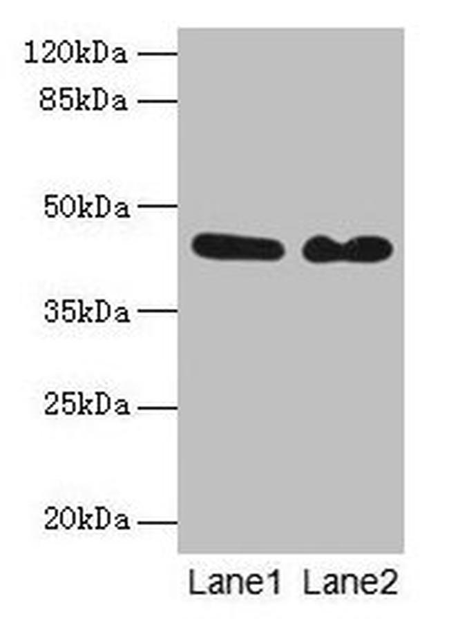 NCK2 Antibody in Western Blot (WB)