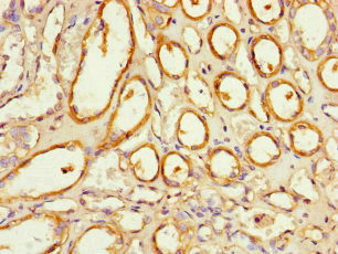 NOXA1 Antibody in Immunohistochemistry (Paraffin) (IHC (P))