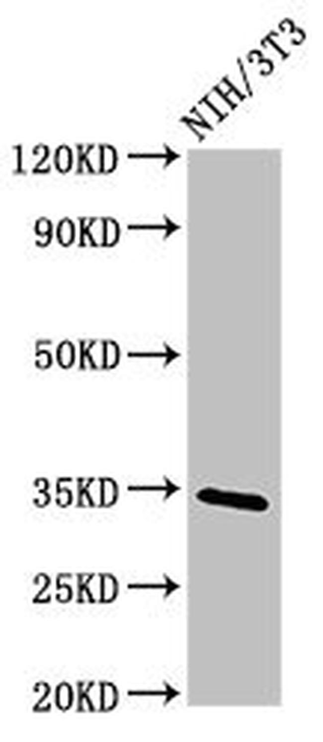 NTHL1 Antibody in Western Blot (WB)