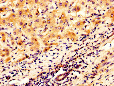 Mimecan Antibody in Immunohistochemistry (Paraffin) (IHC (P))