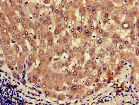 Oxytocin Antibody in Immunohistochemistry (Paraffin) (IHC (P))